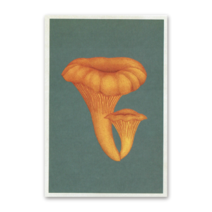Postcard Fungarium, Katie Scott