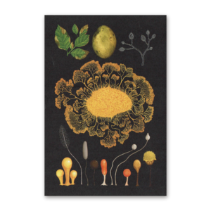 Postcard Fungarium, Katie Scott