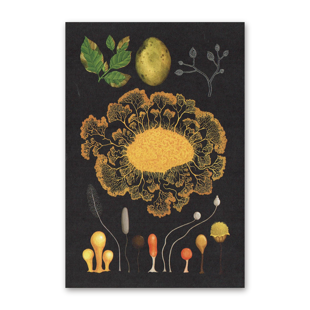 Postcard Fungarium, Katie Scott