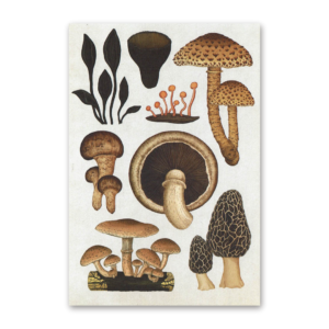 Postcard Fungarium, Katie Scott