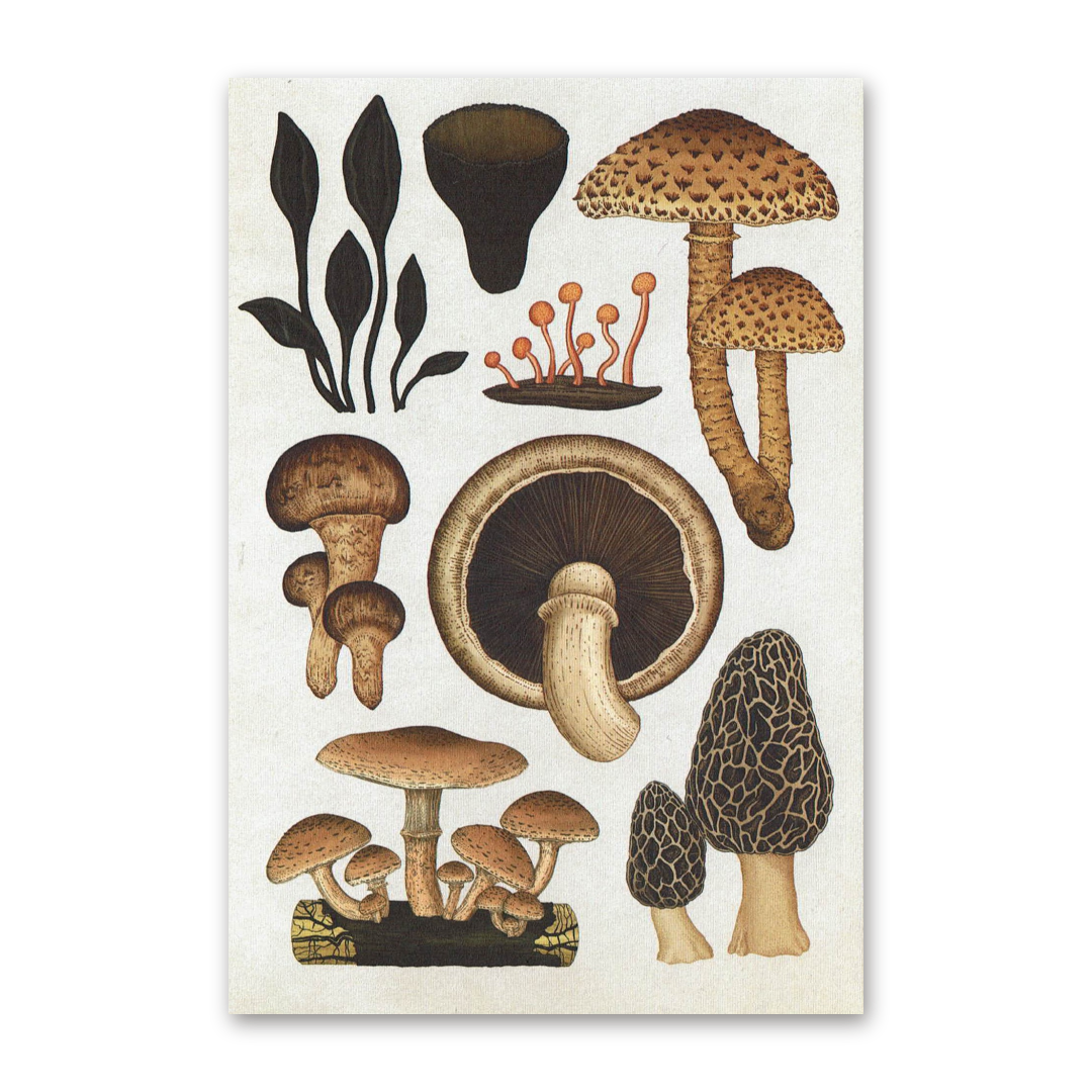Postcard Fungarium, Katie Scott