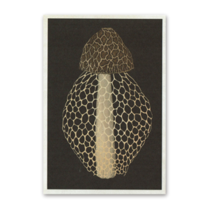 Postcard Fungarium, Katie Scott