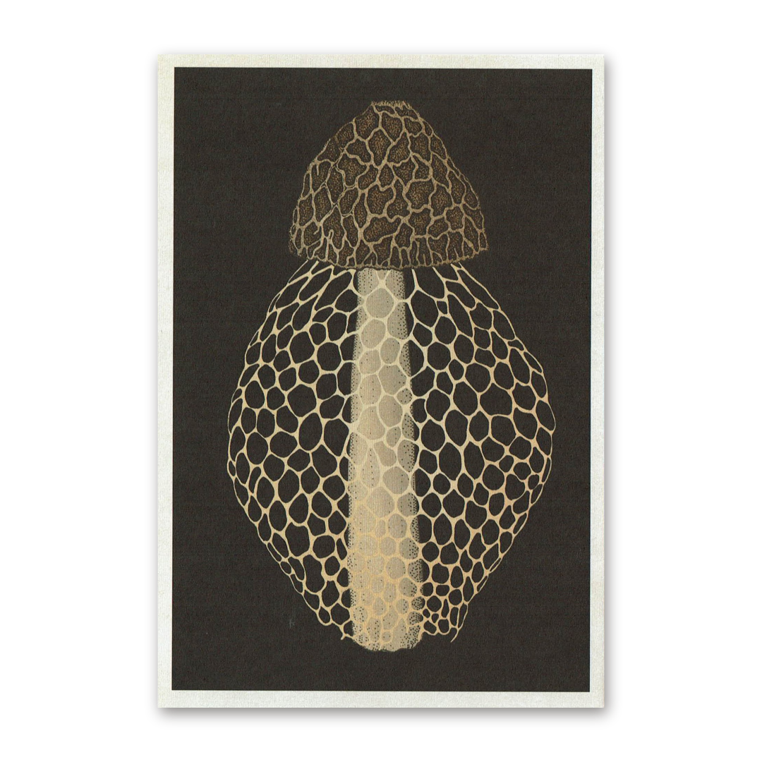 Postcard Fungarium, Katie Scott