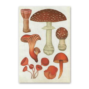 Postcard Fungarium, Katie Scott