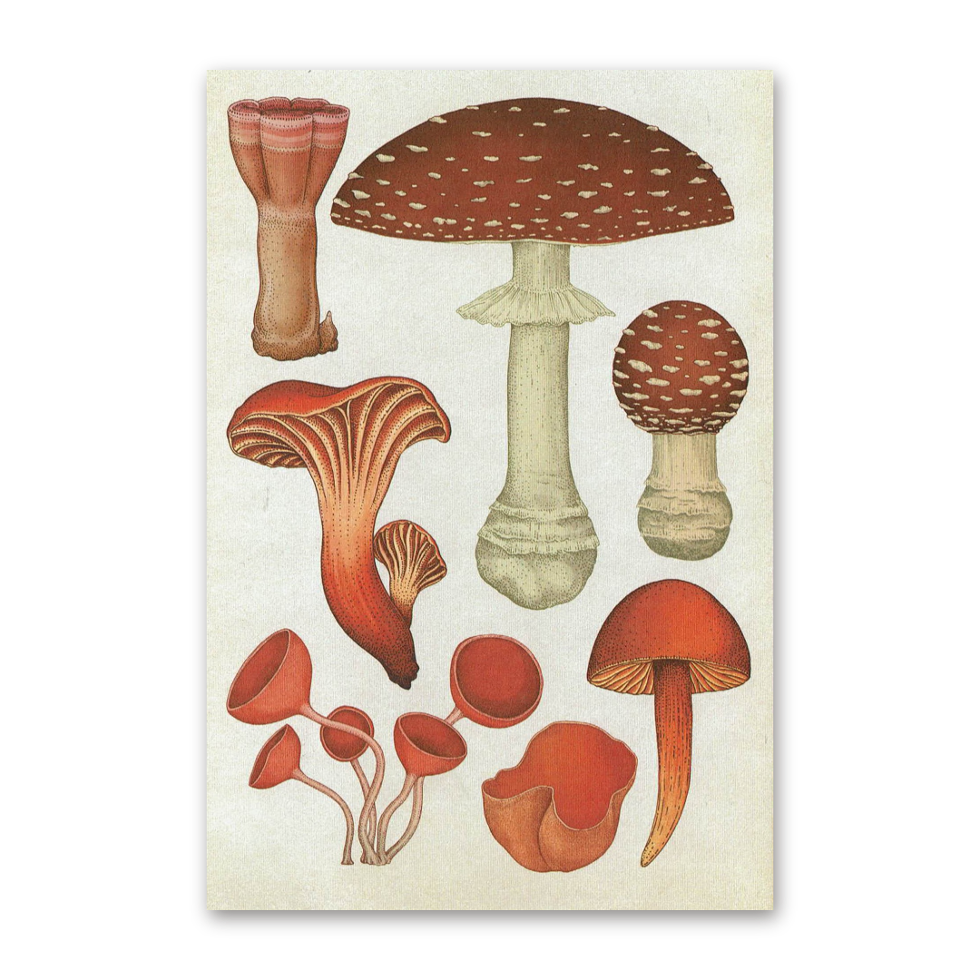 Postcard Fungarium, Katie Scott