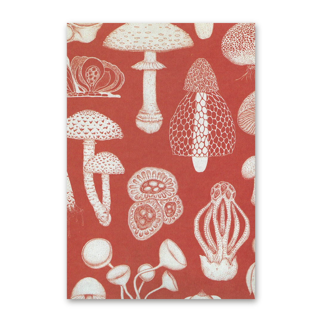 Postcard Fungarium, Katie Scott