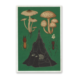 Postcard Fungarium, Katie Scott