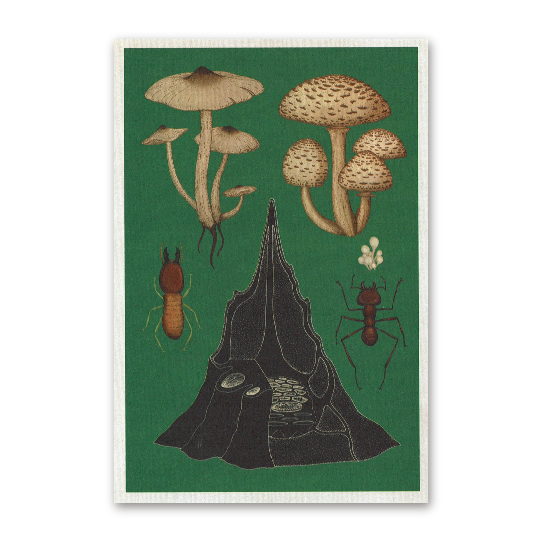 Postcard Fungarium, Katie Scott