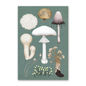 Postcard Fungarium, Kew Gardens