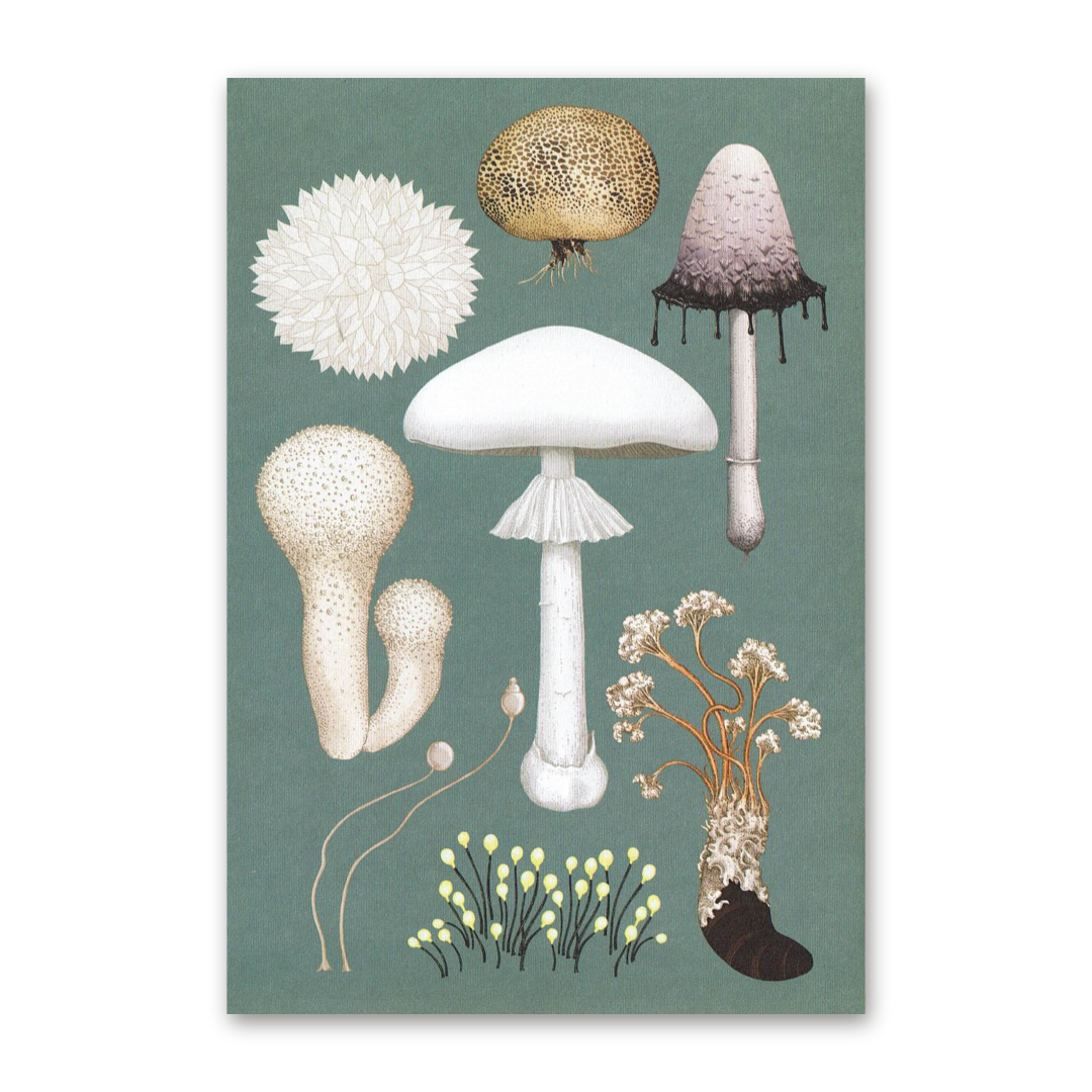 Postcard Fungarium, Kew Gardens