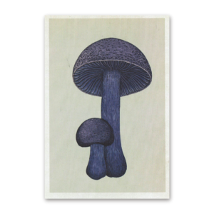 Postcard Fungarium, Katie Scott