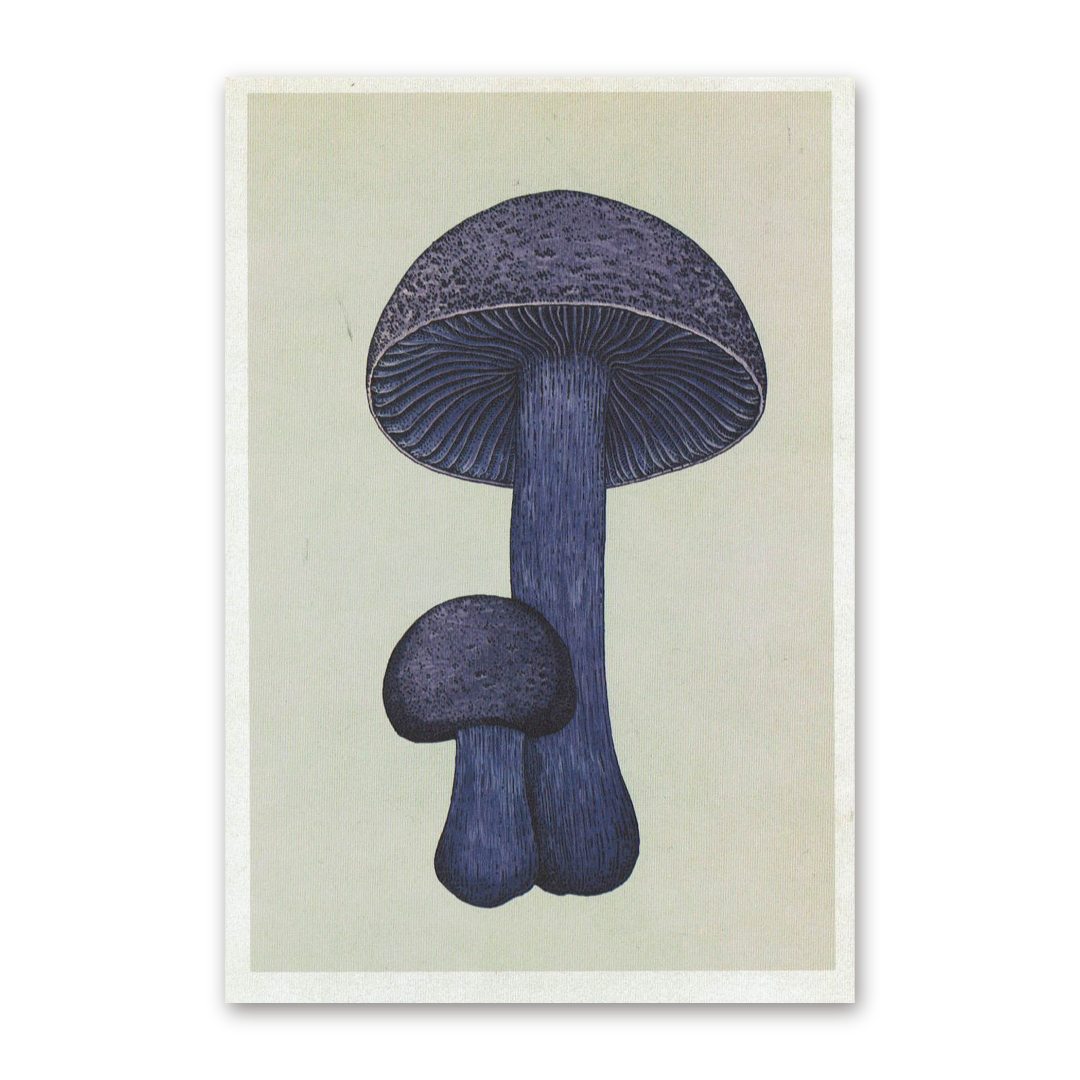 Postcard Fungarium, Katie Scott