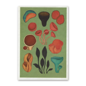 Postcard Fungarium, Katie Scott