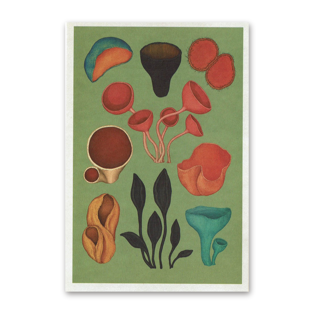 Postcard Fungarium, Katie Scott