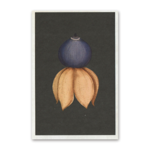Postcard Fungarium, Katie Scott