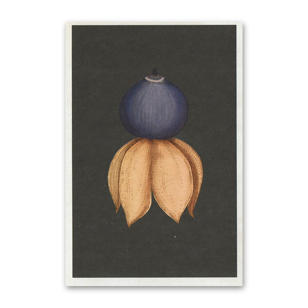 Postcard Fungarium, Katie Scott