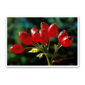 Postcard Red Collection, 2000
