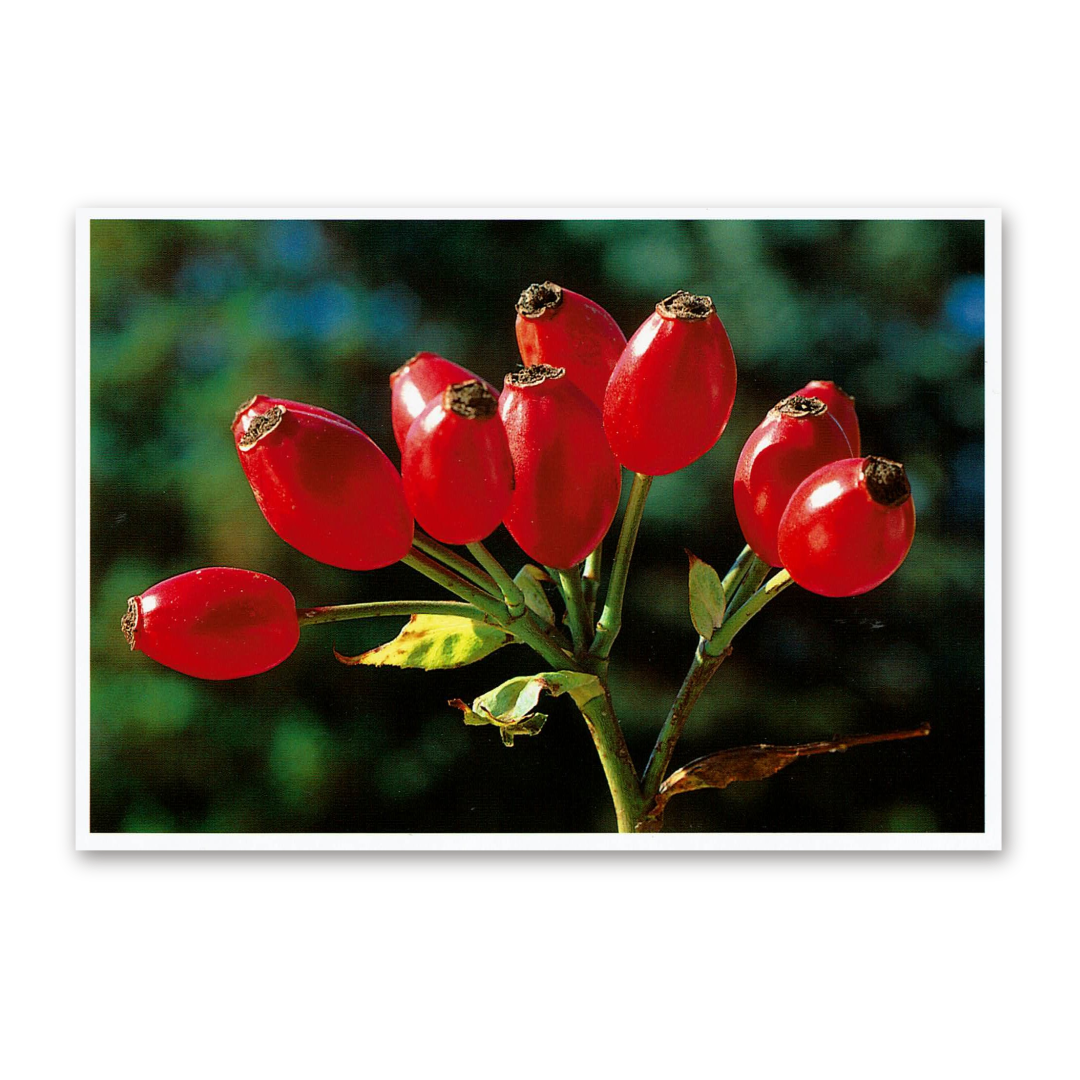 Postcard Red Collection, 2000