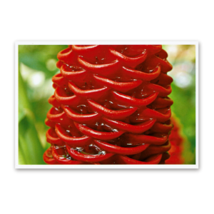 Postcard Red Collection, 2000