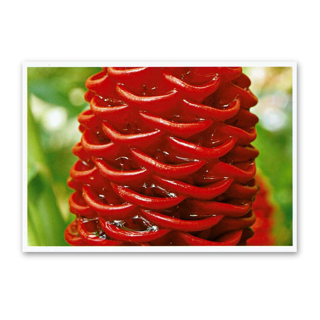 Postcard Red Collection, 2000