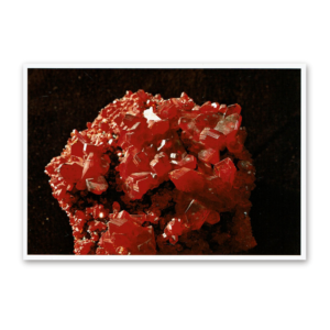 Postcard Red Collection, 2000