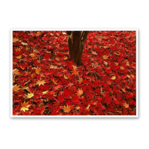 Postcard Red Collection, 2000