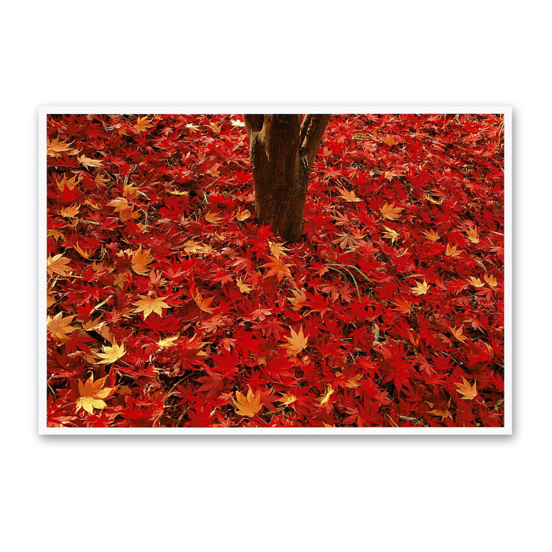 Postcard Red Collection, 2000