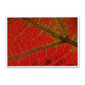 Postcard Red Collection, 2000