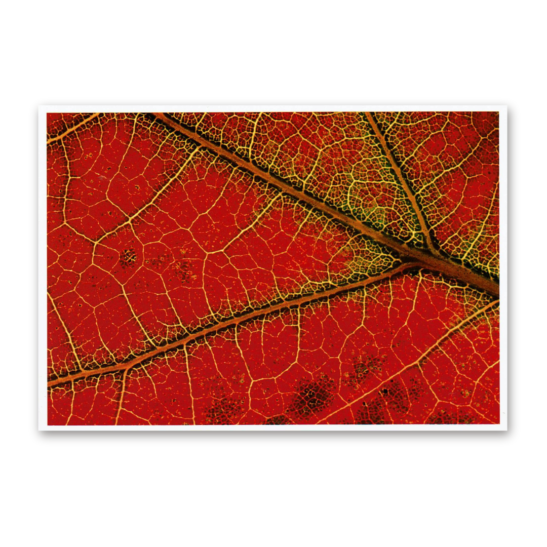 Postcard Red Collection, 2000