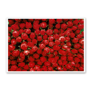 Postcard Red Collection, 2000